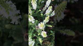 Just listen to all the bees in the Salvia Nemorosa ‘Schneehügel’ flowers whiteflowers bees [upl. by Vallo]