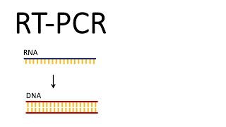 How we test for SARSCoV2  RTPCR Reverse Transcription PCR [upl. by Carbrey]