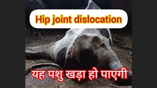 treatment of hip joint dislocation in cowamp Buffalo treatment of downer cow syndrome treatment of f [upl. by Nalat]