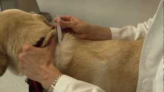 How to Apply Flea and Tick Medications [upl. by Einra]