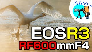 EOS R3×RF600mmF4で冬の白鳥を激写！作例＆ファーストインプレッション at川島町越辺川 [upl. by Ahsinam]