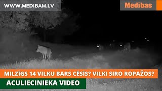 Milzīgs 14 vilku bars Cēsīs Vilki siro Ropažos Aculiecinieku video [upl. by Hitoshi204]