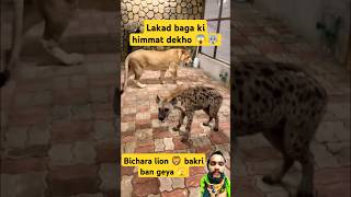 Lakad baga ki himmat dekho zoo dog animals lion tiger zoolove hainana lakadbaggha yt reels [upl. by Kcirddor]