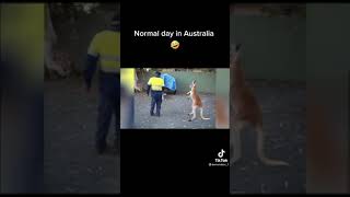 Kangaroo fights with a man [upl. by Nnel]