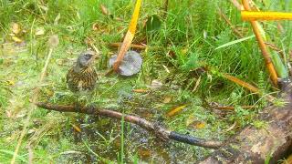 Fieldfare at the pond [upl. by Eelynnhoj446]