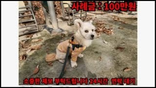 쫄았쩌범을 보고 쫄은 강아지 맹키로 왜그래아직 시작도 안햇는데 쥐이빨 샤끼야불안하지 잘못햇다 빌고싶지 [upl. by Beller]