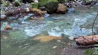 Chinook salmon run in the Sonoma Creek Watershed [upl. by Barron]