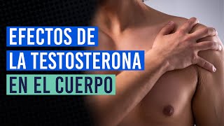 ¿Qué le ocurre a tu cuerpo al tomar testosterona [upl. by Colton]