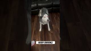 Husky barking [upl. by Naraj]