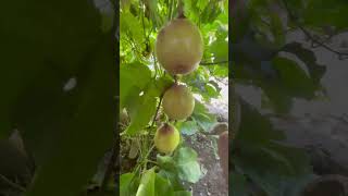 Panen ratusan buah markisa dibelakng rumah shorts viralvideo [upl. by Armil763]