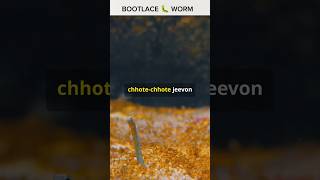 Meet the bootlace worm one of the longest creatures in the world BootlaceWorm Nature facts fyp [upl. by Aicenad]