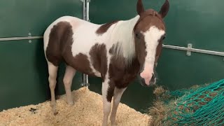 Beautiful Horse 🐴 Colored Mare 🐎 American Paint Horse 🐴 Hungry Horse 🐴 Tobiano Paint Horse 😍 [upl. by Slin]