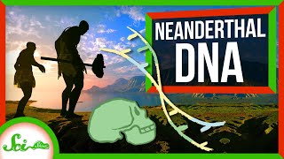 How Neanderthals Ended Up With Human Chromosomes [upl. by Melbourne102]