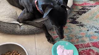 Jax The Other Greyhound Loves The Activia Yogurt Too [upl. by Larner]