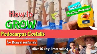 How to grow Podocarpus Costalis water propagation [upl. by Veronique]