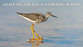 Lesser Yellowlegs A Shorebird in Peril [upl. by Yajeet421]