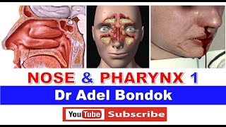 Anatomy of the Nose Nasoharynx and Oropharynx Dr Adel Bondok [upl. by Hime]