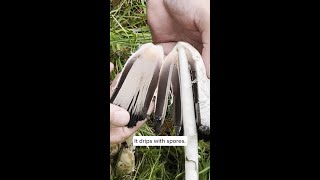 Shaggy Mane  The Inky Cap [upl. by Keg]