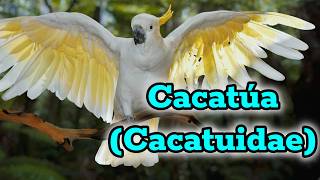 Curiosidades Increíbles sobre las Cacatúas Aves con Personalidad [upl. by Nehpets]