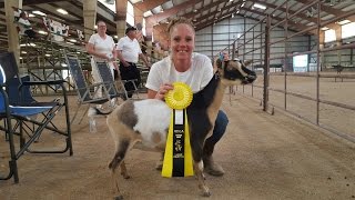 Dairy Goat Show Basics [upl. by Areehs]