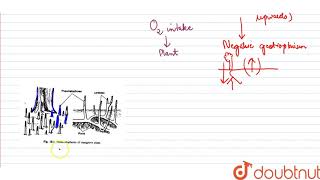 Pneumatophores occur in plates of [upl. by Phalan]