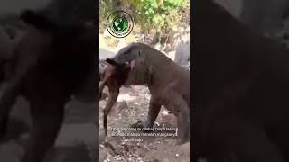 Begini cara komodo makan kambing 1 ekor [upl. by Khosrow]