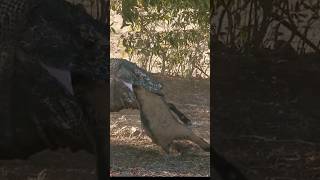 Komodo swallows live goat kid [upl. by Hynes]