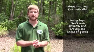 Wetlands 101  What is a Wetland [upl. by Unhsiv]