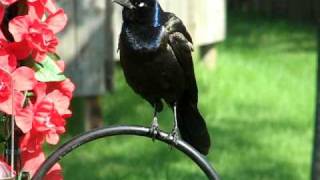 A Crazy Grackle Squawk [upl. by Emolas876]