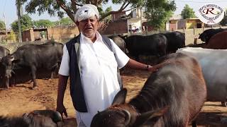 25 लीटर तक दूध देने वाली मुर्रा भैसो के मालिक से जाने अनुभव best Murray Buffalo Owner Meet [upl. by Sivle316]