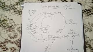 Nitrogen cycle  steps of nitrogen cycle  nitrogen fixation  Assimilation  Ammonification etc [upl. by Craig]