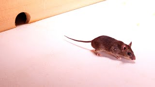 CAT TV  Mice Video for Cats to Play 4K 🐭 Mice in the House [upl. by Zuzana]