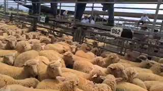 TRLX SHEEP SALE 41124 [upl. by Schofield]