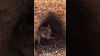 camping wolf shocks campers [upl. by Maples]