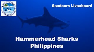 Philippines diving Hammerhead sharks [upl. by Annagroeg]