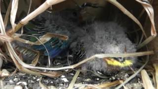 Baby Turquoisine Parrot Noise [upl. by Rambow]