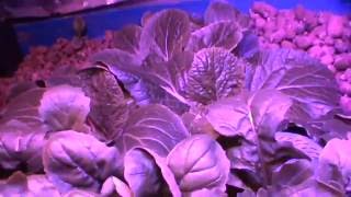 Organic Aquaponics Lab LedGrowLight [upl. by Notseh966]