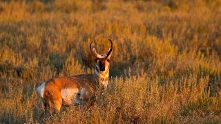 Pronghorn Experts in Speed and Sight [upl. by Eneleoj]