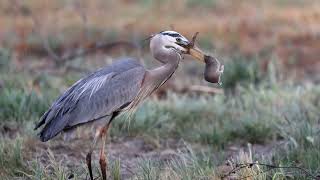 Compilation of some memorable Great Blue Herons eating gophers [upl. by Ares]