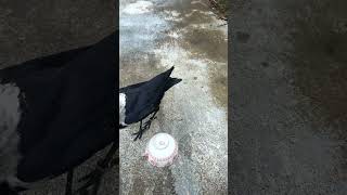 The activities of the special whitefeathered crow 33 birds crow shorts video funny [upl. by Yelrebmyk830]