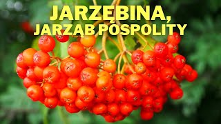 Jarzębina [upl. by Skipp]