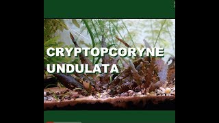 Cryptocoryne Undulata [upl. by Philemon]