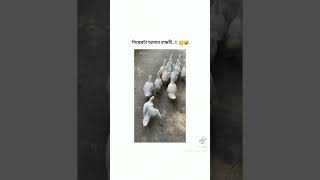 Fnuu video 😘😘🇧🇩 shortvideo বাঙালিboy viralvideo emotional foruoy [upl. by Acebber915]