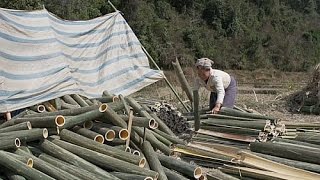 Bamboo in Houaphan value chain development for edible shoots and slats [upl. by Dust]