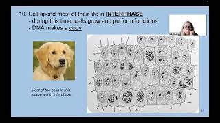 unit 6A cell division [upl. by Ophelie]