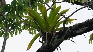 10 Amazing Facts About Epiphytes [upl. by Ethelred366]