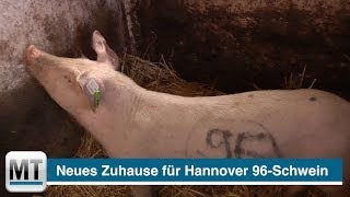 Hannover96Schwein bekommt neues Zuhause [upl. by Aneehsat]