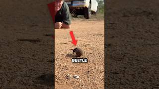 Why Dung Beetles Collect Poop 🤯 [upl. by Toiboid773]