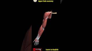 upper limb examination upper limb anatomy  upper limb muscles learntoenglish structurelimbbone [upl. by Anotal286]