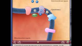 Electron Transport System and ATP Synthesis [upl. by Foulk]